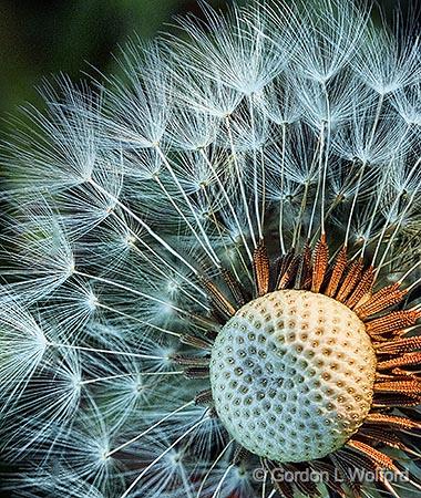 Seedy Dandelion_DSCF02528-30.jpg - Photographed at Smiths Falls, Ontario, Canada.